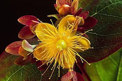 《宝可梦：大集结》将于明晚9点公开新消息